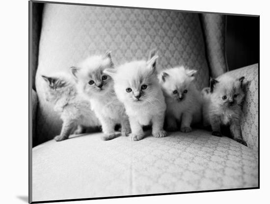 Five Kittens-Kim Levin-Mounted Photographic Print