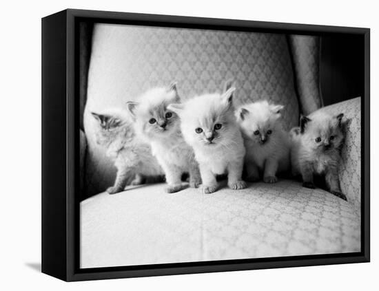 Five Kittens-Kim Levin-Framed Premier Image Canvas