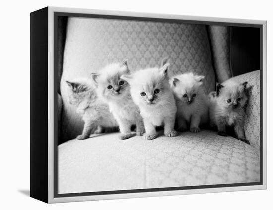 Five Kittens-Kim Levin-Framed Premier Image Canvas