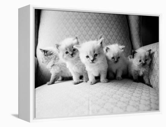 Five Kittens-Kim Levin-Framed Premier Image Canvas