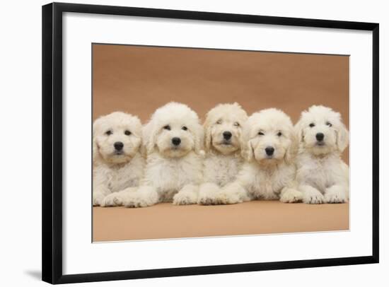 Five Labradoodle Puppies, 9 Weeks-Mark Taylor-Framed Photographic Print