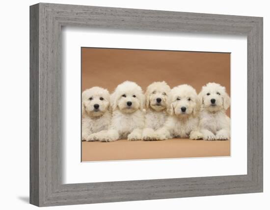 Five Labradoodle Puppies, 9 Weeks-Mark Taylor-Framed Photographic Print