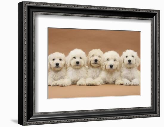 Five Labradoodle Puppies, 9 Weeks-Mark Taylor-Framed Photographic Print