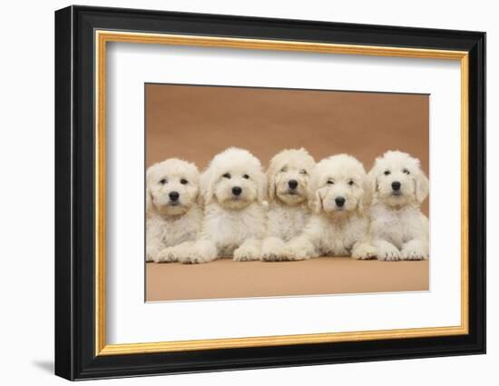 Five Labradoodle Puppies, 9 Weeks-Mark Taylor-Framed Photographic Print