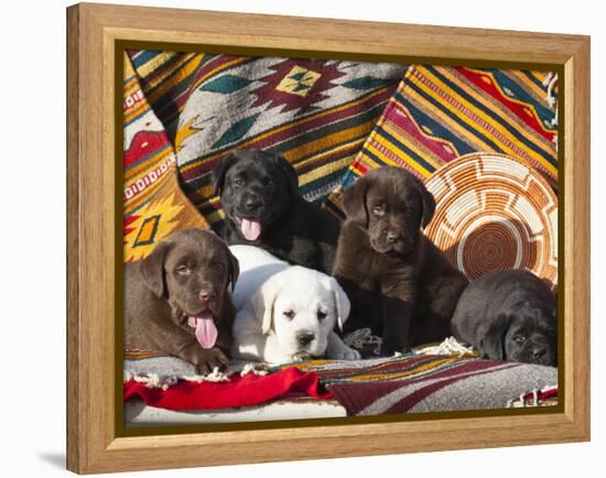 Five Labrador Retriever Puppies of All Colors on Southwestern Blankets-Zandria Muench Beraldo-Framed Premier Image Canvas