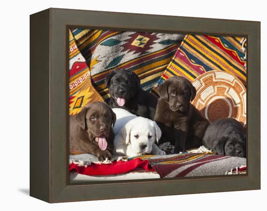 Five Labrador Retriever Puppies of All Colors on Southwestern Blankets-Zandria Muench Beraldo-Framed Premier Image Canvas