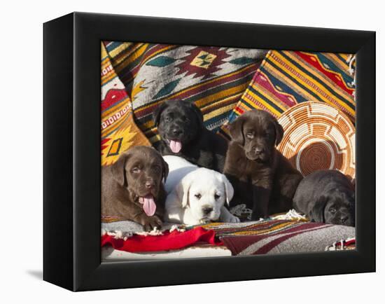 Five Labrador Retriever Puppies of All Colors on Southwestern Blankets-Zandria Muench Beraldo-Framed Premier Image Canvas