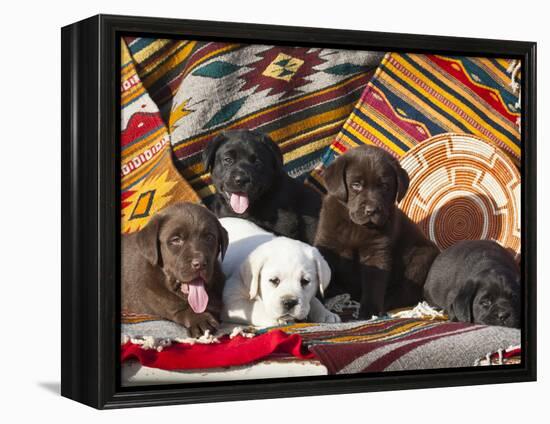 Five Labrador Retriever Puppies of All Colors on Southwestern Blankets-Zandria Muench Beraldo-Framed Premier Image Canvas