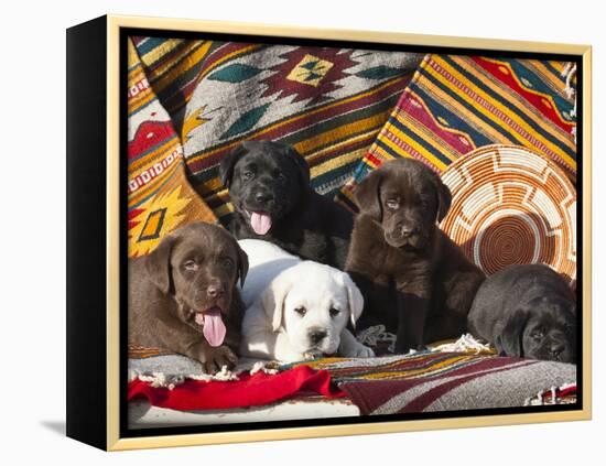 Five Labrador Retriever Puppies of All Colors on Southwestern Blankets-Zandria Muench Beraldo-Framed Premier Image Canvas