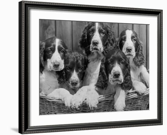 Five Large Spaniel Puppies Crowded in a Basket Owner: Browne-Thomas Fall-Framed Photographic Print