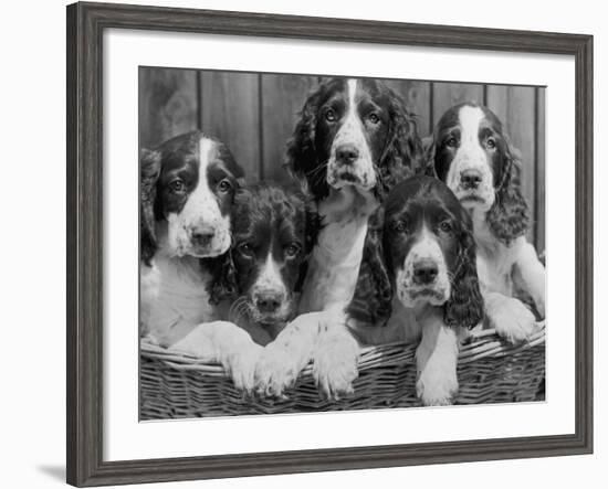 Five Large Spaniel Puppies Crowded in a Basket Owner: Browne-Thomas Fall-Framed Photographic Print