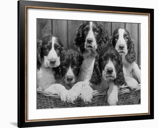 Five Large Spaniel Puppies Crowded in a Basket Owner: Browne-Thomas Fall-Framed Photographic Print