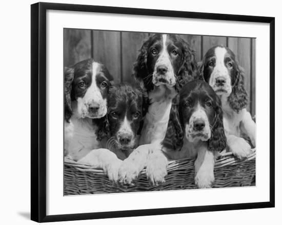 Five Large Spaniel Puppies Crowded in a Basket Owner: Browne-Thomas Fall-Framed Photographic Print