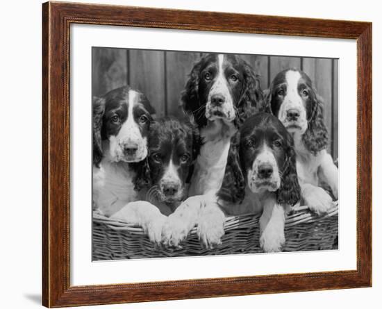 Five Large Spaniel Puppies Crowded in a Basket Owner: Browne-Thomas Fall-Framed Photographic Print