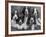 Five Large Spaniel Puppies Crowded in a Basket Owner: Browne-Thomas Fall-Framed Photographic Print