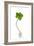 Five-leaf Clover-David Nunuk-Framed Photographic Print