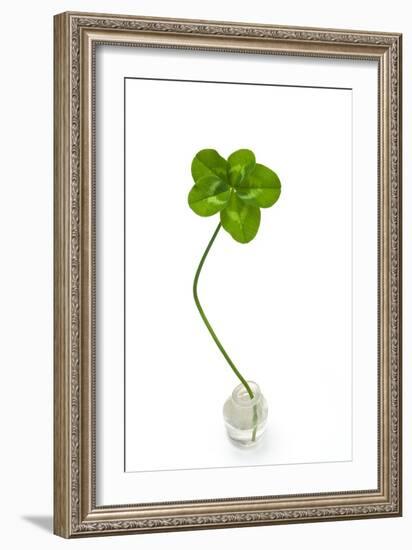 Five-leaf Clover-David Nunuk-Framed Photographic Print