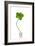 Five-leaf Clover-David Nunuk-Framed Photographic Print