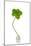 Five-leaf Clover-David Nunuk-Mounted Photographic Print