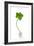 Five-leaf Clover-David Nunuk-Framed Photographic Print