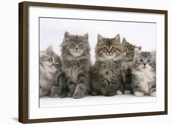 Five Maine Coon Kittens, 8 Weeks-Mark Taylor-Framed Photographic Print