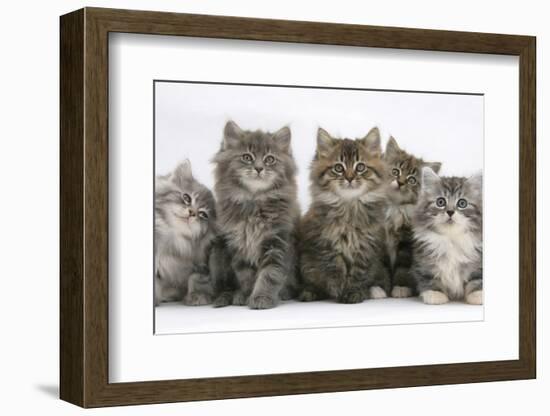 Five Maine Coon Kittens, 8 Weeks-Mark Taylor-Framed Photographic Print