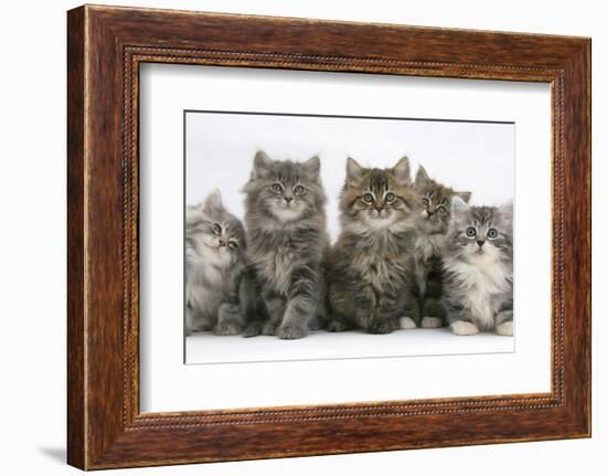 Five Maine Coon Kittens, 8 Weeks-Mark Taylor-Framed Photographic Print