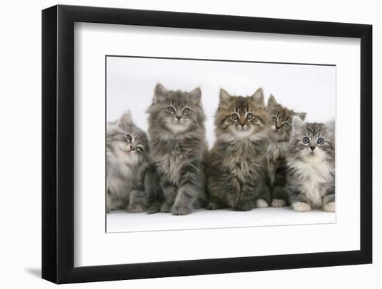 Five Maine Coon Kittens, 8 Weeks-Mark Taylor-Framed Photographic Print