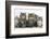 Five Maine Coon Kittens, 8 Weeks-Mark Taylor-Framed Photographic Print