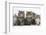 Five Maine Coon Kittens, 8 Weeks-Mark Taylor-Framed Photographic Print