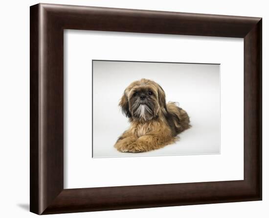 Five month old Shih Tzu puppy reclining in a studio setting.-Janet Horton-Framed Photographic Print