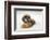 Five month old Shih Tzu puppy reclining in a studio setting.-Janet Horton-Framed Photographic Print