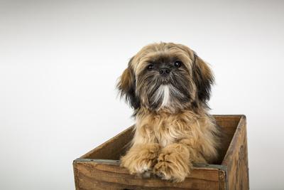 Five Month Old Shih Tzu Puppy Sitting In A Wooden Crate