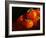 Five Persimmons-Terri Hill-Framed Premium Giclee Print