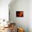 Five Persimmons-Terri Hill-Mounted Giclee Print displayed on a wall