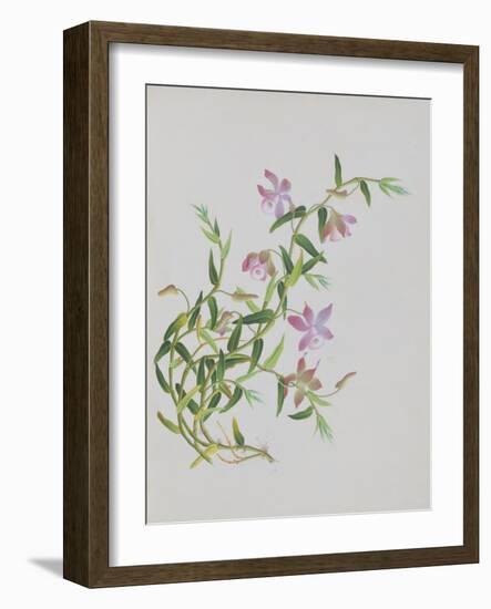 Five-Petal Pink Flowers with Thin Green Leaves-null-Framed Giclee Print