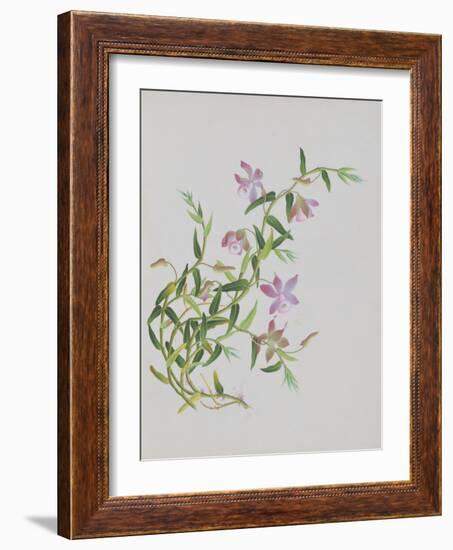 Five-Petal Pink Flowers with Thin Green Leaves-null-Framed Giclee Print