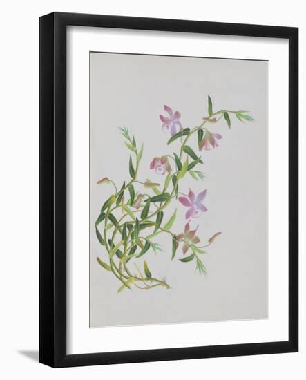 Five-Petal Pink Flowers with Thin Green Leaves-null-Framed Giclee Print