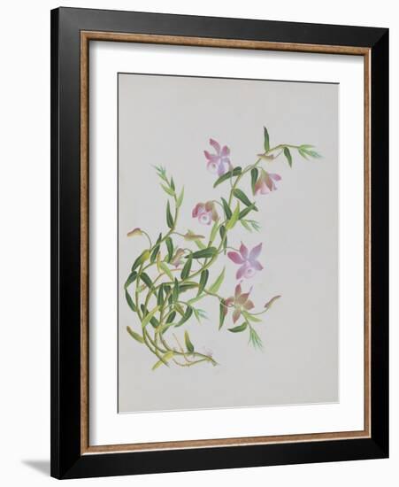 Five-Petal Pink Flowers with Thin Green Leaves-null-Framed Giclee Print