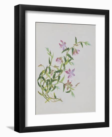 Five-Petal Pink Flowers with Thin Green Leaves-null-Framed Giclee Print