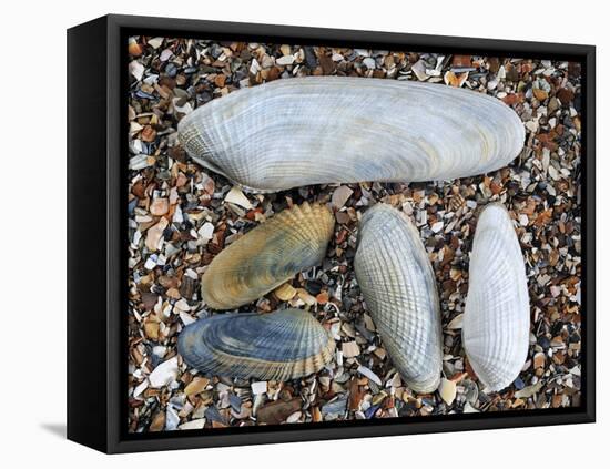 Five Pholadidae, Common Piddock, American Piddock and White Piddock Shells, Normandy, France-Philippe Clement-Framed Premier Image Canvas