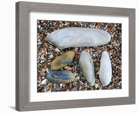 Five Pholadidae, Common Piddock, American Piddock and White Piddock Shells, Normandy, France-Philippe Clement-Framed Photographic Print