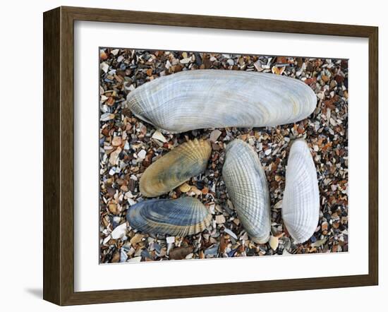 Five Pholadidae, Common Piddock, American Piddock and White Piddock Shells, Normandy, France-Philippe Clement-Framed Photographic Print