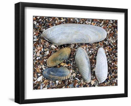 Five Pholadidae, Common Piddock, American Piddock and White Piddock Shells, Normandy, France-Philippe Clement-Framed Photographic Print