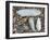 Five Pholadidae, Common Piddock, American Piddock and White Piddock Shells, Normandy, France-Philippe Clement-Framed Photographic Print