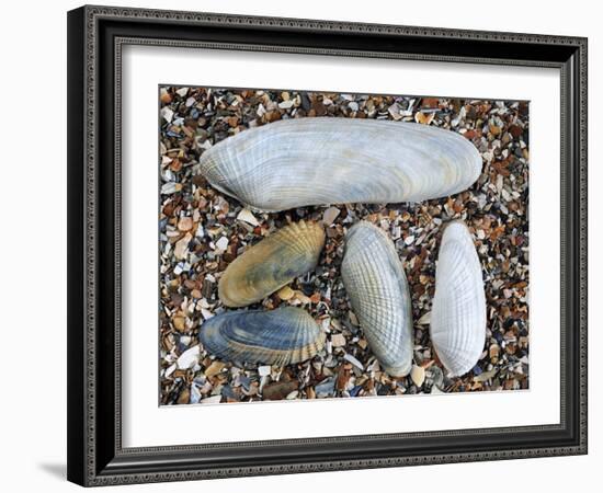 Five Pholadidae, Common Piddock, American Piddock and White Piddock Shells, Normandy, France-Philippe Clement-Framed Photographic Print