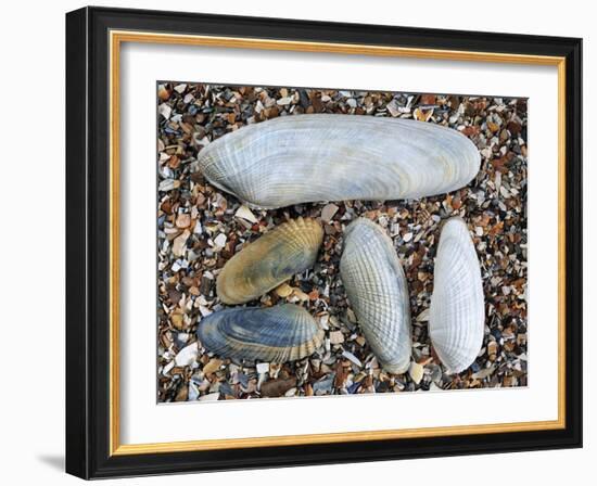 Five Pholadidae, Common Piddock, American Piddock and White Piddock Shells, Normandy, France-Philippe Clement-Framed Photographic Print