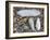 Five Pholadidae, Common Piddock, American Piddock and White Piddock Shells, Normandy, France-Philippe Clement-Framed Photographic Print