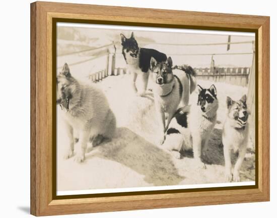 Five Sledge Dogs Wait in Their Pen for Their Next Job-null-Framed Premier Image Canvas