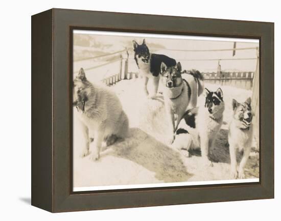 Five Sledge Dogs Wait in Their Pen for Their Next Job-null-Framed Premier Image Canvas